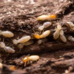 5 Warning Signs of a Termite Infestation in Your West Georgia Home